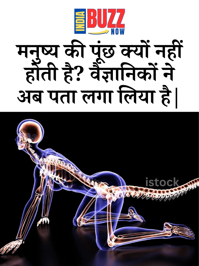 मनुष्य की पूंछ क्यों नहीं होती है? वैज्ञानिकों ने अब पता लगा लिया है|